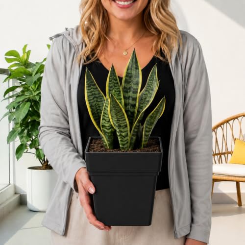 6-Pack 7 Inch Square Planters with Built-in Drainage Tray & Bottom Plug - color: Black