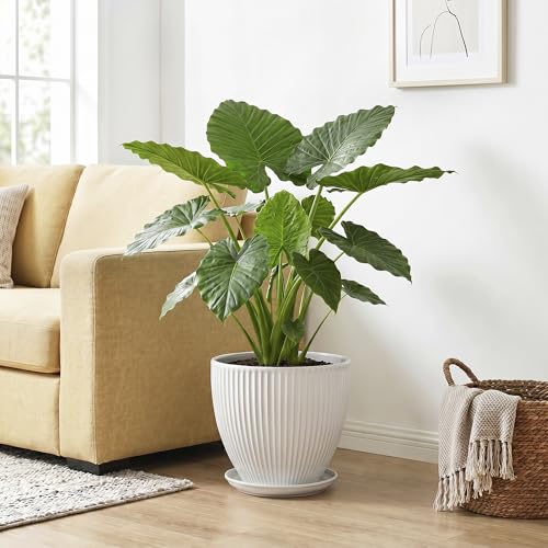 10 Inch Planter, Ceramic Plant Pots with Saucer, White - color: White, size: 10 Inch