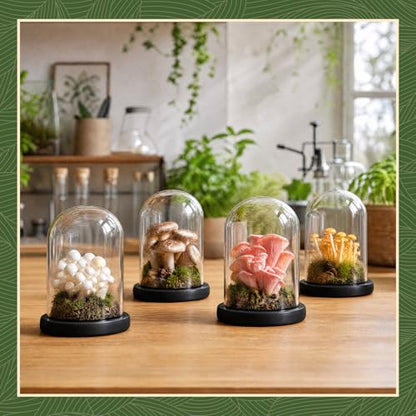 Suclain 4Pc Glass Dome Cloche with Wood Base, Black, 5.1" X 3.8" - color: Black, size: 5.1" X 3.8"
