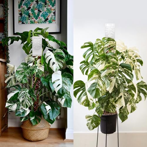 2 Pcs 9 Inch D Shaped Moss Pole with Watering Dripper, Plastic Moss Poles for Climbing Plants, Sturdy Monstera Plant Support, Self Watering Moss Pole Kit for Plants Indoor (1Pack 2Pcs-Translucent) - size: 1Pack 2Pcs-Translucent