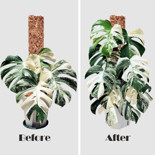 8 Pack 17 Inch Plastic Moss Pole for Monstera - color: Transparent*8pc