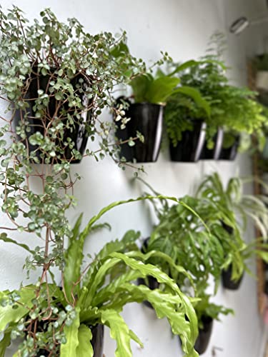 LaLaGreen Indoor Wall Planters (5in, 10 Pack) Self Watering Hanging Pots - size: 5" (12.5 cm)