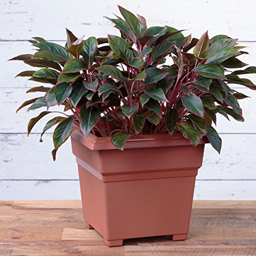 Root & Vessel Countryside Square Planter, Terra Cotta, 18-Inch - color: Terra, size: 18-Inch