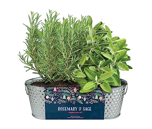 Buzzy Seeds Rosemary & Sage Herb Grow Kit, Metal Windowsill Planter - color: Silver