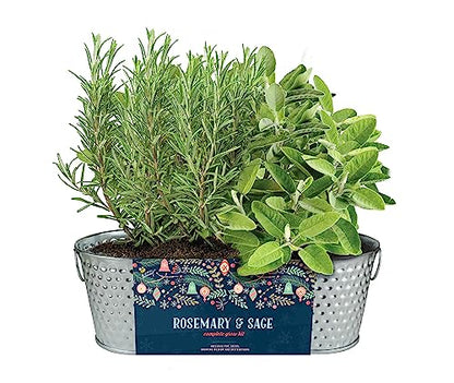 Buzzy Seeds Rosemary & Sage Herb Grow Kit, Metal Windowsill Planter - color: Silver