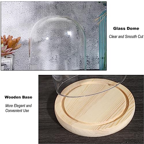 JUXYES 4.5x6 Inch Clear Glass Display Dome Cloche with Maple Wood Base
