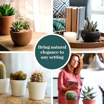 Shop Succulents | Can't Touch This Collection | Assortment of Hand Selected, Fully Rooted Live Indoor Cacti Plants, 12-Pack - size: 12-Pack, style: Cactus
