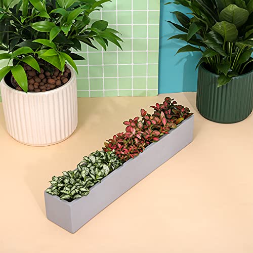 14.5-Inch Grey Rectangle Concrete Succulent Planter Windowsill Boxes - size: Small