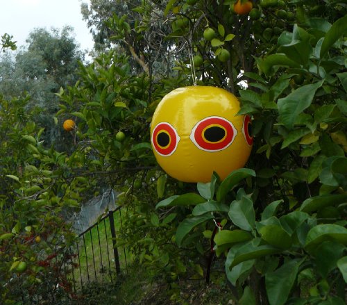 Bird B Gone Scare Eye Balloon Bird Deterrent, 1-Pack