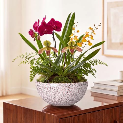 Bowl Planter 10 Inch, Ceramic Bonsai Tree Pots, Texture Red - color: Texture Red-1, size: 10 Inch