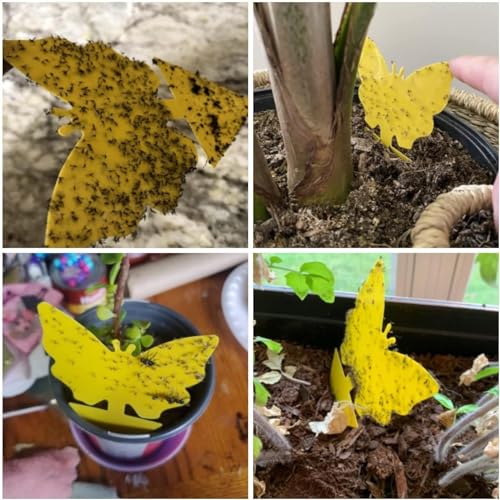Yellow Sticky Fruit Fly Trap 54 Pack, Gnat Traps for Indoor House Plants - size: 54 Packs