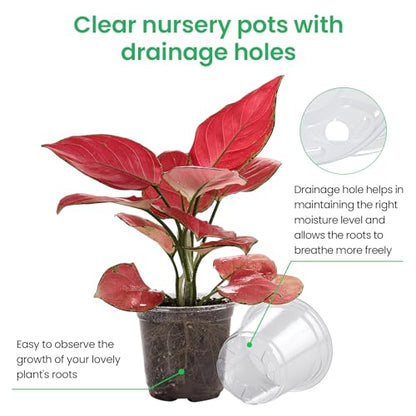 Bluepro Clear Nursery Pots with Drainage Holes, 4/5/7 Inch, 30-Pack - size: 4/5/7 Inch-30Pcs