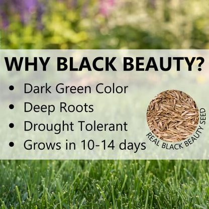 Jonathan Green Black Beauty Keystone PA Grass Seed - 25 lb - size: 25 lb