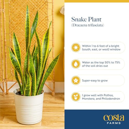 Costa Farms Sansevieria Grower's Choice Snake Live Indoor Plant, 12-Inches Tall, Grower Pot - style: Snake Plant, Medium (12-20 Inches Tall), in Grow Pot
