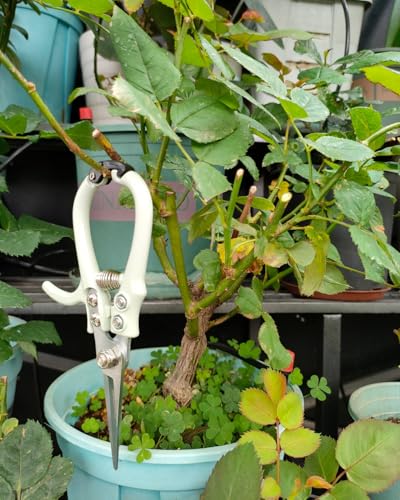 Fondwell 6" Small Pruning Shears Garden Scissors for Indoor Plants Trimming