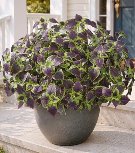 HyeFlora Artificial Coleus Plants Outdoor 5 Pcs (Brown) - color: Green