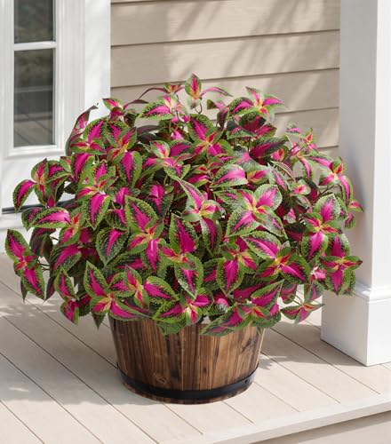 HyeFlora Artificial Coleus Plants Outdoor 5 Pcs (Red) - color: Red