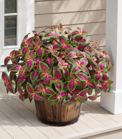 HyeFlora Artificial Coleus Plants Outdoor 5 Pcs (Red) - color: Red