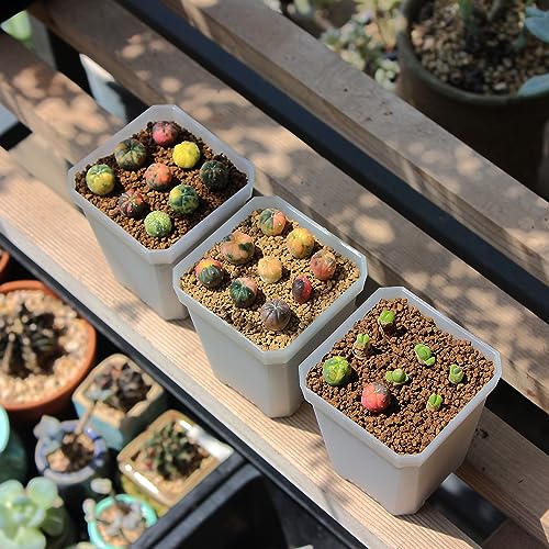 120 Pack Small 2.70 Inch Clear Plastic Square Nursery and Seedling Pot Container, Seed Starting Transplant Planter with Drain Hole for Germination