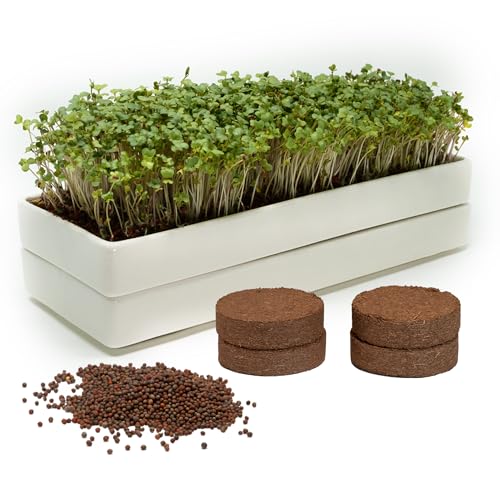 mizuna Microgreens Growing Kit — 2 Ceramic Trays, Coconut Coir & Seeds | Indoor Windowsill Grow Kit | Gift for Plant & Food Lovers