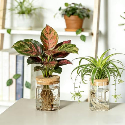 Dahey 4Pcs Glass Plant Propagation Station, 2 Large Vases & 2 Small Pots