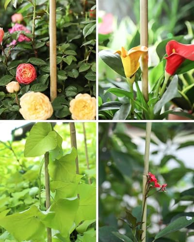 Natural Bamboo Plant stake2FT 50Pcs - size: 2ft-50pcs