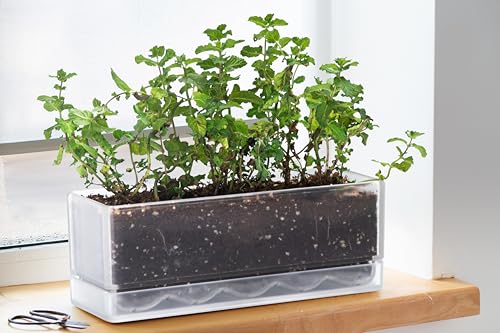 D'vine Dev 2-Pack Rectangular Planters, 12 x 4.5 in, Clear, 76-X-D-2 - color: Clear