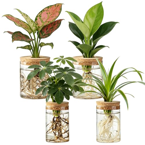 Dahey 4Pcs Glass Plant Propagation Station, 2 Large Vases & 2 Small Pots