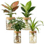Dahey 4Pcs Glass Plant Propagation Station, 2 Large Vases & 2 Small Pots