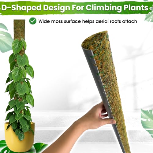 DUSPRO 59" Large D-Shape Moss Pole for Big Climbing Plants, (1pc, 59'') - size: 59" D SHAPED MOSS POLE