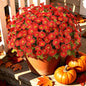 Artificial Daisy Mums for Outdoors, 12 PCS Fall Flowers, Red - color: Red