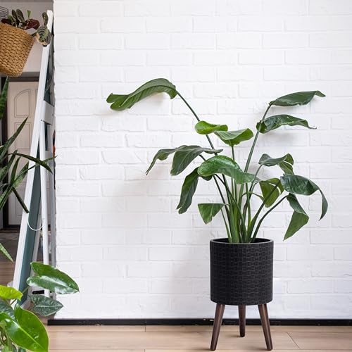 D'vine Dev Planter Pot with Wood Stand, 10 in, Distressed Black, 88-Z-B-5 - color: Distressed Black, size: Medium