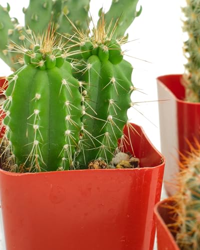 Shop Succulents | Can't Touch This Collection | Assortment of Hand Selected, Fully Rooted Live Indoor Cacti Plants, 5-Pack - size: 5-Pack, style: Cactus