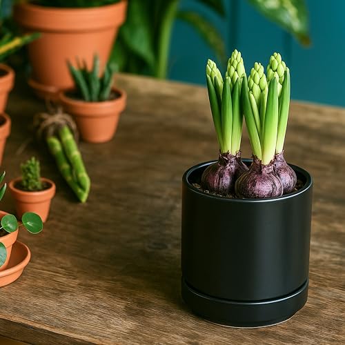 D'vine Dev 2-Pack Ceramic Pots with Saucers, Black, 4.7 in, 94-V-B-2 - color: Black, size: 4.7 Inch