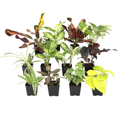 Easy to Grow Houseplants (12 Pack) Live House Plants in Plant Containers, Growers Choice Plant Set in Planters with Potting Soil Mix, Home Décor Planting Kit or Outdoor Garden Gifts by Plants for Pets - size: Pack of 12