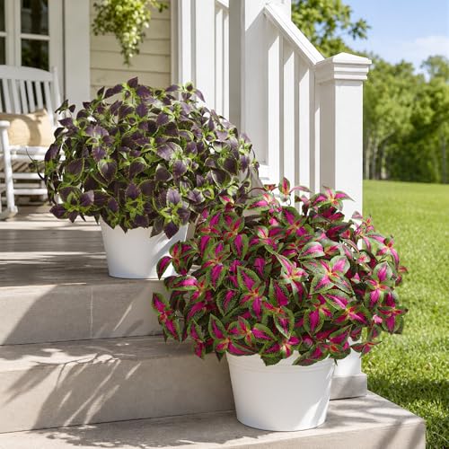 HyeFlora Artificial Coleus Plants Outdoor 5 Pcs (Red) - color: Red