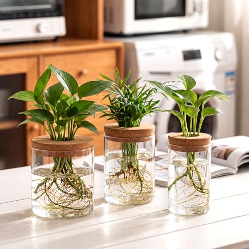 6Pcs 3 Size Glass Plant Propagation Stations, Desktop Flower Vases