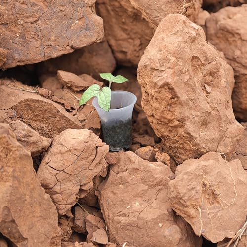 300 Pack 1.80 Inch Tiny Clear Plastic Nursery and Seedling Pot, Mini Transplant Seed Starter Planter with Drain Hole for Germination, Herb, Succulent