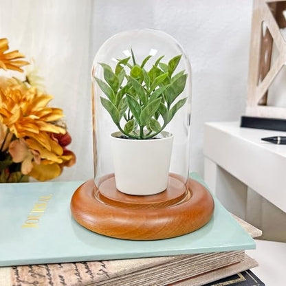 Plymor 3" x 5" Glass Display Dome Cloche (Oak Wood Base) - color: Oak Base