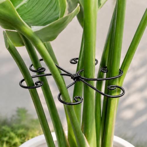 Yohsnor Monstera Plant Support 5.5IN-Stem Support System for Indoor Plants - color: Black, size: 5.5IN*5.5IN