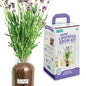 Back to the Roots Windowsill Planter: Lavender - style: Lavender