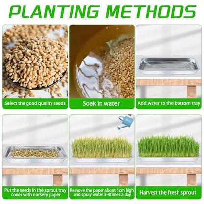 6 Pack Sprouting Tray Kit Seed Starter Tray Plant Germination Trays