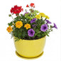 MyGift 7 Inch Yellow Ceramic Planter Pot with Sunburst Design & Saucer - color: Yellow