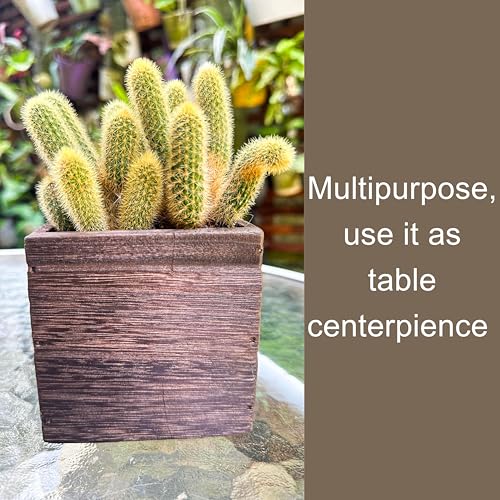LaLaGreen Wall Planter for Indoor Plants (4x4, 4 Pack) Hanging Wooden Boxes - size: 4x4" x 4 pack