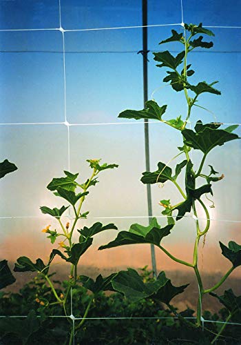 Tenax 100521791 084064 Hortonova Sm Plant Trellis Net, 36" X 328' White - size: 36" x 328'