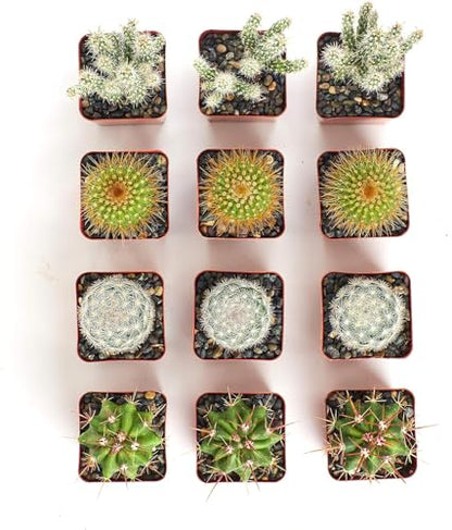 Shop Succulents | Can't Touch This Collection | Assortment of Hand Selected, Fully Rooted Live Indoor Cacti Plants, 12-Pack - size: 12-Pack, style: Cactus