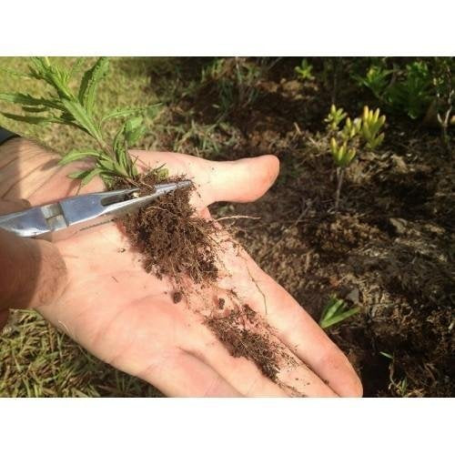 Lawn Jaws Original Shark Tooth Weed Puller Tool, Grabs Weeds by the Root - size: 1 Pack