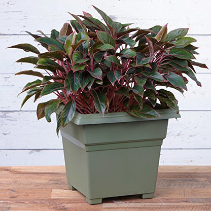 Root & Vessel Countryside Square Tub Planter, Sage, 18-Inch - color: Sage, size: 18-Inch