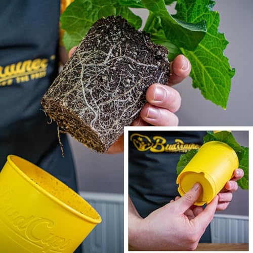 BudTrainer BudCups Nursery Pots for Seedlings, 16 Oz, Black, 5-Pack - color: Black