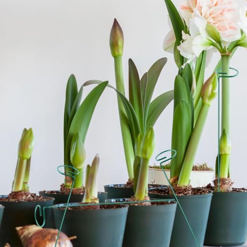 10 Pieces 24 inch Green Single Stem Plant Stakes Flower Support Rings,Gardening Planter Cages for Single Stem Flowers, Amaryllis, Peony, Lily,Narcissus - color: Green-24-inch 10pack